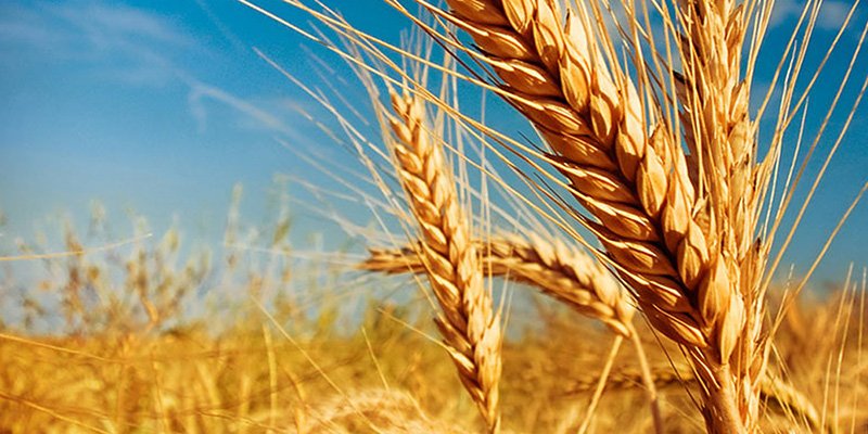 Фьючерсы на зерновые. Пшеница – королева торгов
